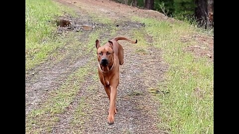 Galloping A Large Rhodesian Ridgeback Dog