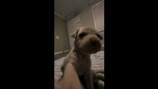 Guku the pitbull puppy attacks phone