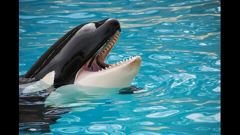 10 Incredible Facts About Killer Whales Revealed! 🐋✨