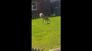 Water-Loving Dog Plays With Dancing Water Flower