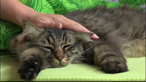 Sleeping cat with caring owner