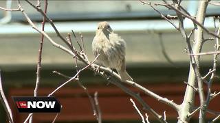 Birds migrate through SE Wisconsin