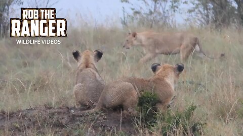 Wet Lions | Maasai Mara Safari | Zebra Plains