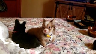 Teacup chihuahuas finally got them ears up