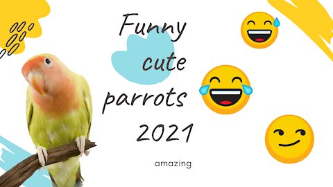 Cute parrots cuddling Awww😍🐤