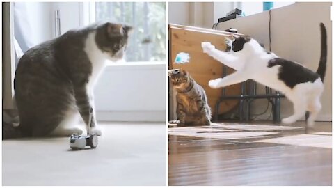 Cat Excercise Best Gadget.