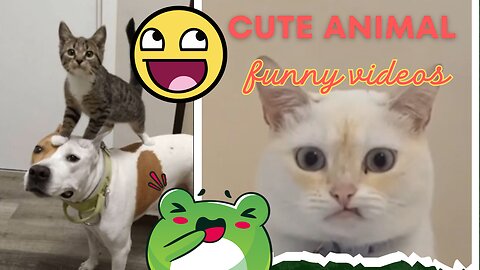 Funny animal videos 2024🤣 Funny cat videos and dogs - Funny videos #94 #shorts #cats #dogs @viral