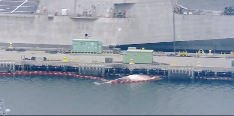 Two dead fin whales found dead under hull of Australian ship