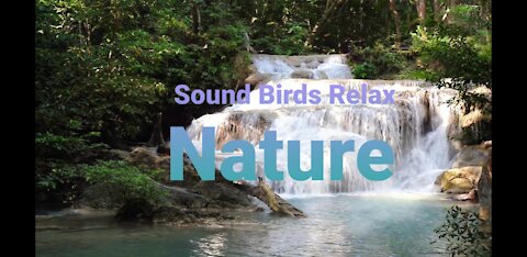 Sound Birds Relax Nature Meditate