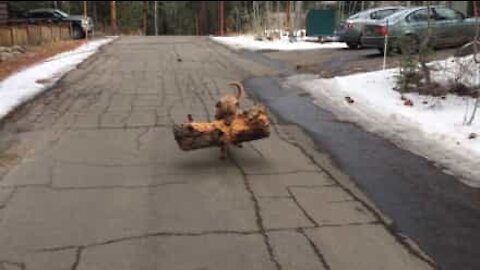 Il cane scambia un tronco di un albero per un osso