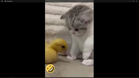 FUNNY FIGHTS CATS AND ANIMALS