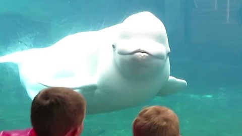 Two Boys Interact With A Whale