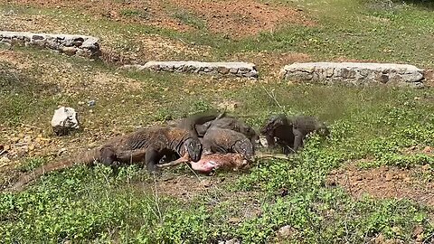 comodo dragon hunting goat for survival