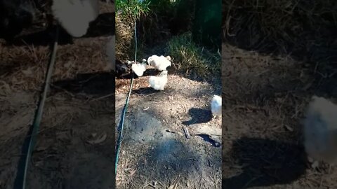 Silkies out scratching around