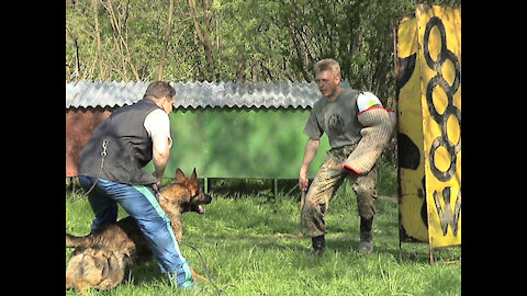 SECRETS of training Elite Protection Dogs