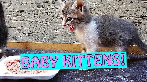 Eating baby cat sustainable food or healthy feed