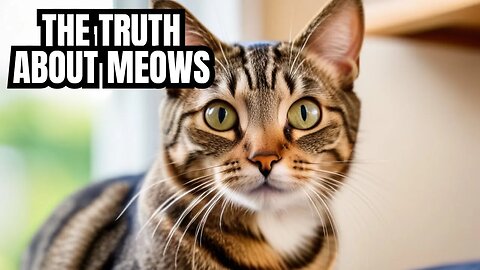 I Discovered the SHOCKING Reasons WHY CATS MEOW!