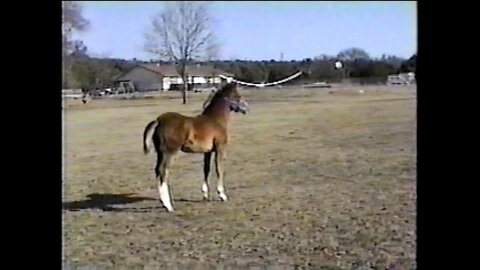 Little filly running free and kicking up her heels.