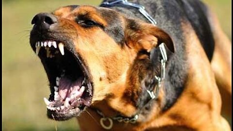 How To Make Dog Become Fully Aggressive With Few Simple Tips