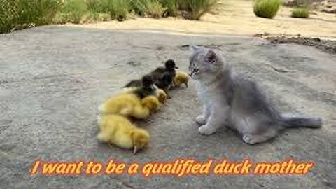 Kitten 👍I will do my best to raise these ducklings!Train the ducklings to swim.Go treasure hunting