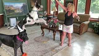 Great Danes Jump for Joy About New Collars