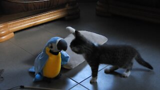 Kitten Meets Talking Toy Parrot With Adorable Results