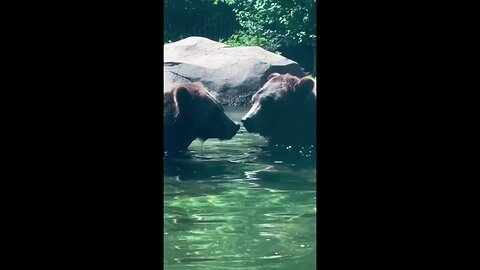 Grizzly Bears Practice Shark Impressions