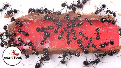 Time Lapse Ants Eating Chocolate Turkish Delight