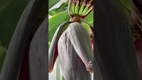 #bananas 🍌 in #canada #greenhouse #homestead #epic #farmeringenuity #foodsecurity #arkopia