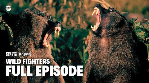 The Fight for Life - Wild Fighters | Full episode | Nature documentary