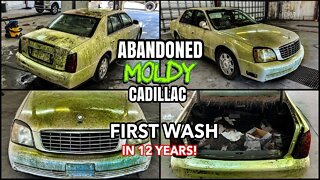 Deep Cleaning The MOLDIEST ABANDONED Cadillac Ever | Insane Disaster Car Detailing Transformation!