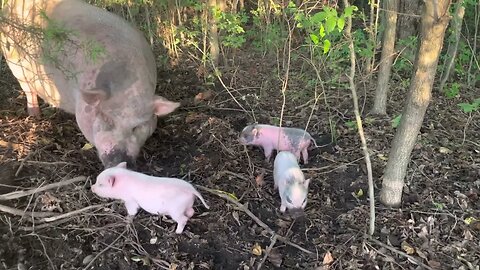 Charlie Piglets (Potbelly)