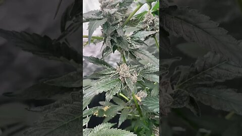 Sunset Sherb At 52 Days | 11 Days From Harvest