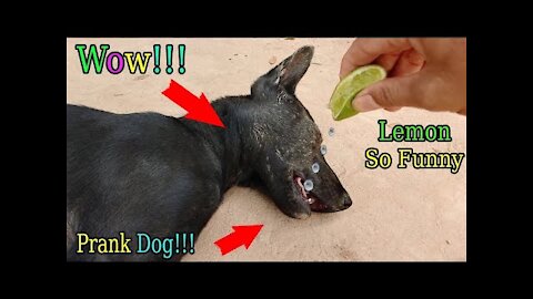 Oh what an amazing scare !!! Lemon Prank Dog So Funny Try not to laugh 2021