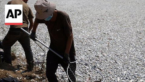 A climate-related mass die-off leaves over 100 tons of dead fish collecting at a Greek port