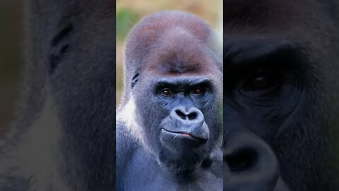 Big Silverback Gorilla Eating Food