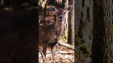 Deer in the Forest