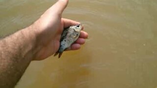 Guy saves fish washed ashore after floods