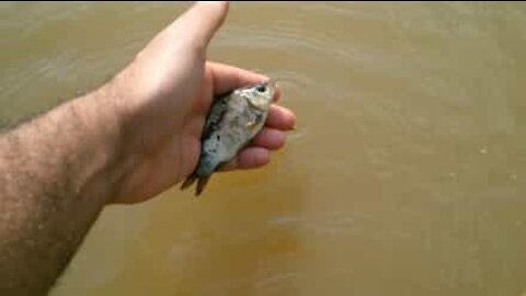 Guy saves fish washed ashore after floods