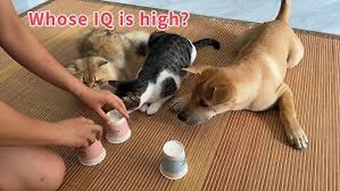 IQ tests for dogs and cats. Absolutely beyond your expectation! Cute animal video.