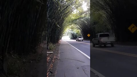 DENTRO DO TUNEL DE BAMBU EM MORUNGABA SÃO PAULO TUNEL JOÃO DAMÁSIO