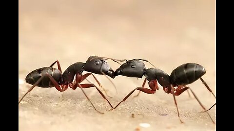 Ants Kissing - Did You know that?