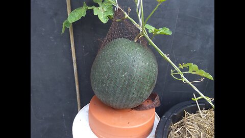 Harvesting Our First Sugar Baby Watermelon 8/6/24