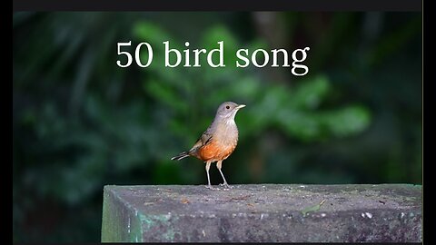 "Symphony of 50 Birdsongs