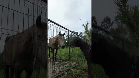 Dogue Alemão e O Amigo Rocinante