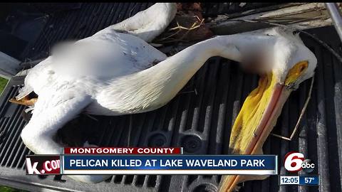 'Heartbreaking': Pelican shot and killed in Montgomery County park