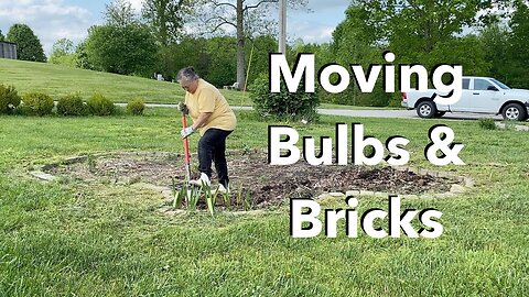 Spring Bulb Shuffle - Moving Bulbs Out of Season