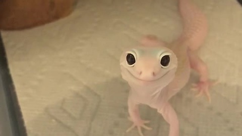 Tiny Leopard Gecko Looks Like A Grinning Extraterrestrial