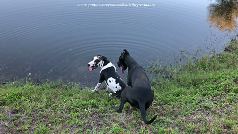 Great Dane Tries to Push Puppy Brother into the Pond