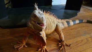 Iguana confusa dopo il 'What the fluff challenge'